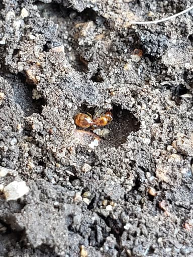 Pheidole tysoni photo 21