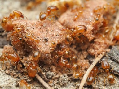 Pheidole tysoni — worker photo 23