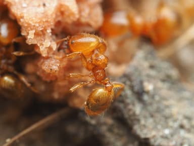 Pheidole tysoni — worker photo 24