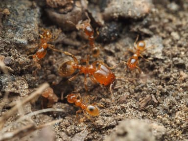 Pheidole tysoni — worker photo 25