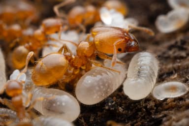 Pheidole tysoni photo 26