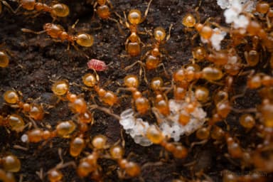 Pheidole tysoni photo 28