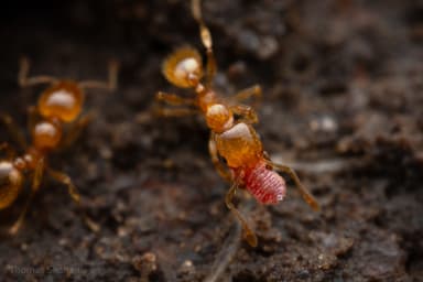 Pheidole tysoni photo 29