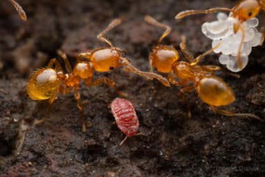 Pheidole tysoni photo 30