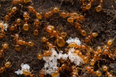 Pheidole tysoni photo 31