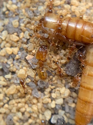 Pheidole tysoni photo 32