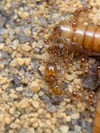 Pheidole tysoni photo 34
