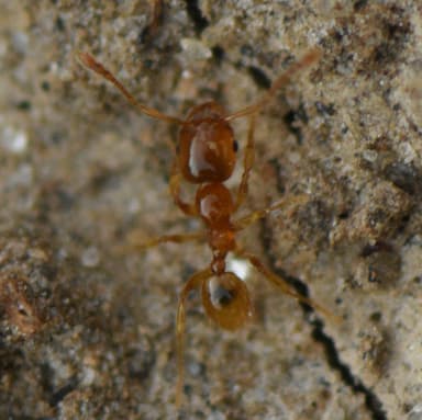 Pheidole tysoni photo 36