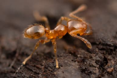 Pheidole tysoni photo 39