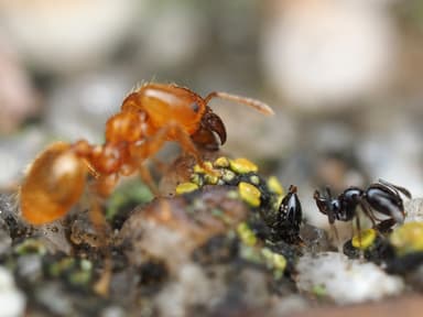 Pheidole tysoni photo 44