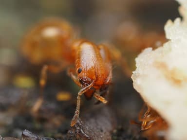 Pheidole tysoni photo 46