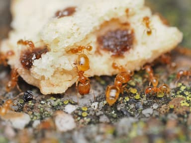 Pheidole tysoni photo 47