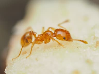 Pheidole tysoni photo 48