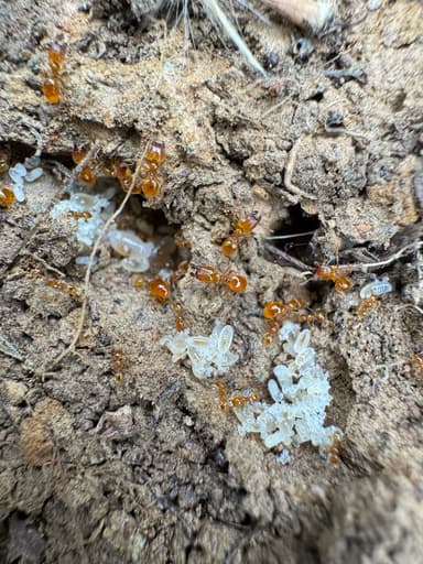 Pheidole tysoni photo 49