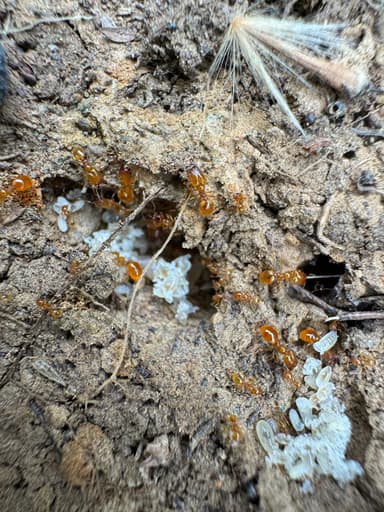 Pheidole tysoni photo 51