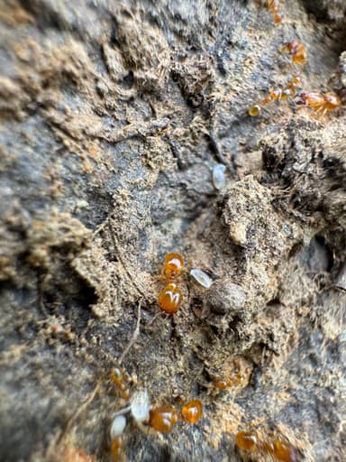 Pheidole tysoni photo 52