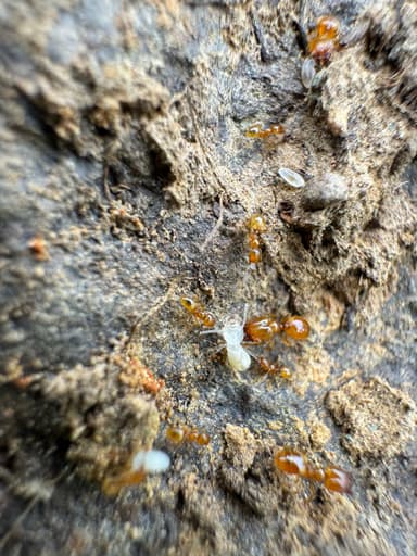 Pheidole tysoni photo 53