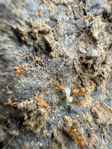 Pheidole tysoni photo 54