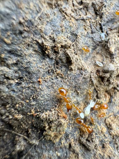 Pheidole tysoni photo 56
