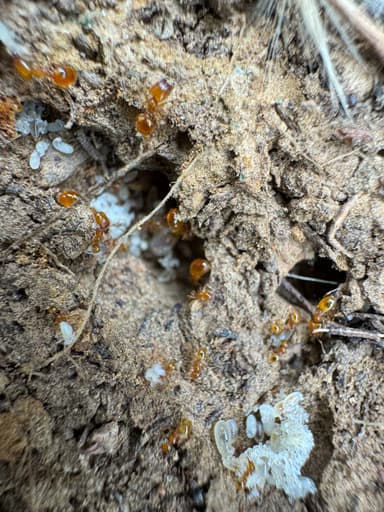 Pheidole tysoni photo 57