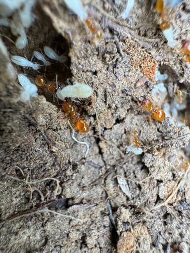 Pheidole tysoni photo 58