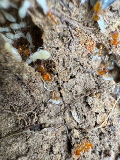 Pheidole tysoni photo 59