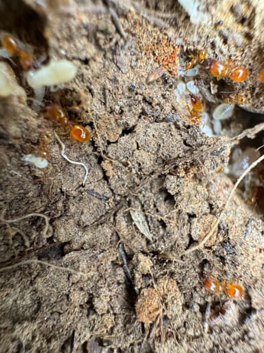 Pheidole tysoni photo 60
