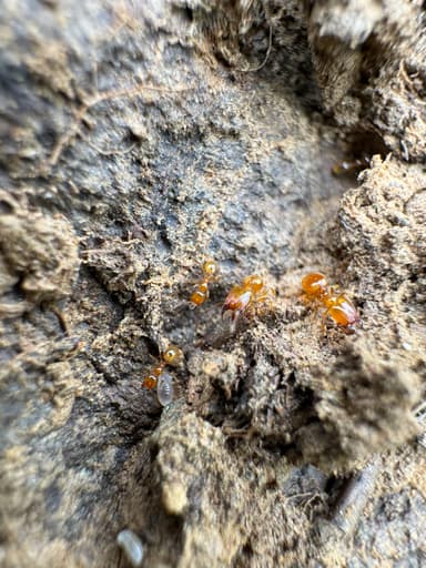 Pheidole tysoni photo 61