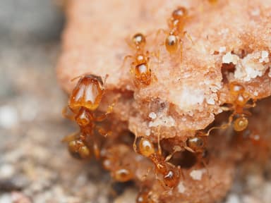 Pheidole tysoni — worker photo 62