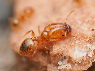Pheidole tysoni — worker photo 63