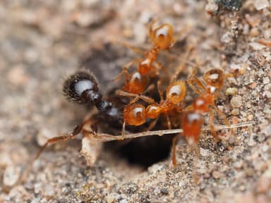Pheidole tysoni — worker photo 64