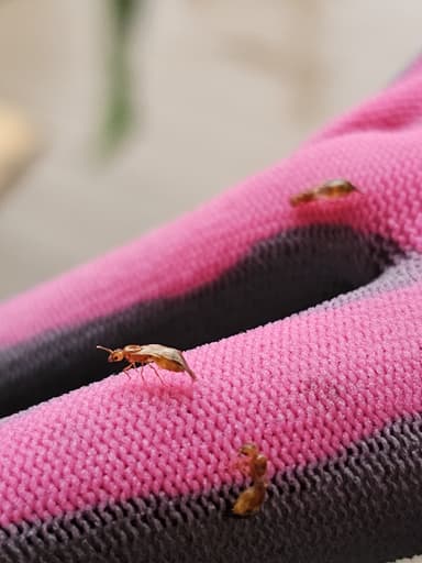 Pheidole tysoni photo 65