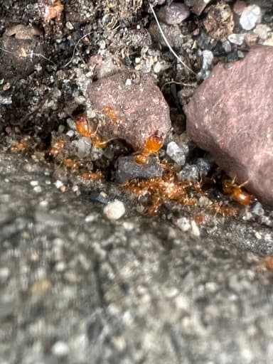 Pheidole tysoni photo 67