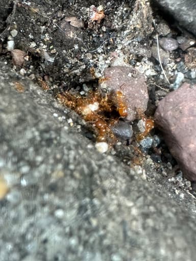 Pheidole tysoni photo 68