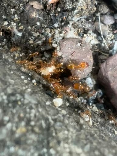 Pheidole tysoni photo 69