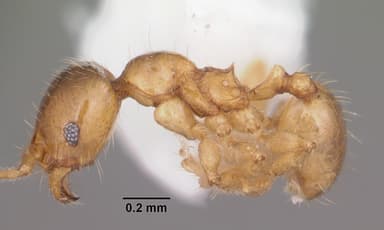 Pheidole tysoni — queen photo 3