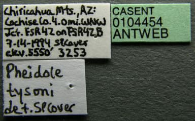 Pheidole tysoni photo 5