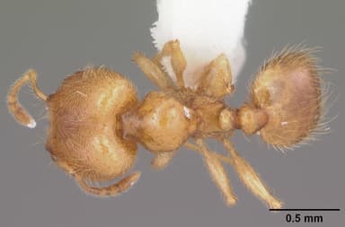 Pheidole tysoni — queen photo 8