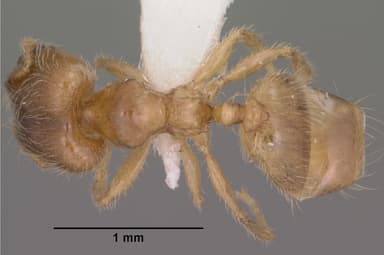 Pheidole tysoni — queen photo 9