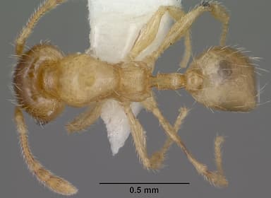 Pheidole tysoni — queen photo 11