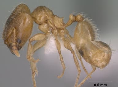 Pheidole tysoni — queen photo 12