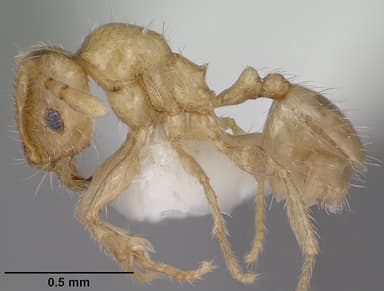 Pheidole tysoni — queen photo 13