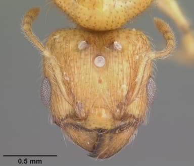 Pheidole tysoni — queen photo 14