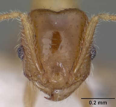 Pheidole tysoni — queen photo 16
