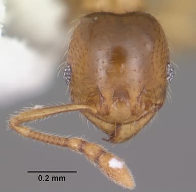 Pheidole tysoni — queen photo 17