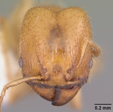 Pheidole tysoni — queen photo 18