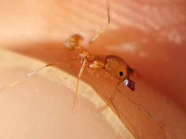 Pheidole vistana — queen photo 37