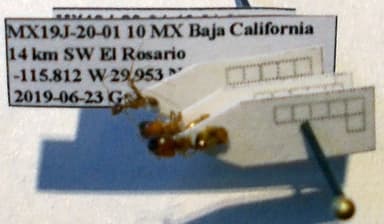 Pheidole vistana photo 38