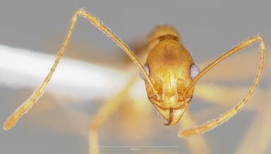 Pheidole vistana — queen photo 3