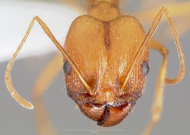 Pheidole vistana — queen photo 5